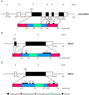 Bardet-Biedl Syndrome as a Chaperonopathy: Dissecting the Major Role of Chaperonin-Like BBS Proteins (BBS6-BBS10-BBS12)